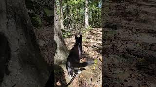 Walk 10.9.24 | A Walk With Camina VII | Cox Arboretum #cat #nature #hiking