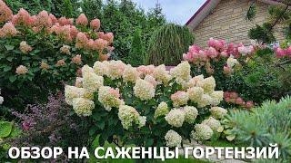 Young hydrangea plants review in MadamRoza nursery