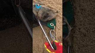 Fishing Line Cuts Into Seal's Head #shorts
