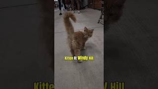 Red Cat Personality: Myth or Reality? 