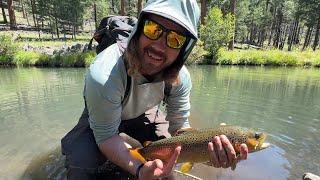 Chasing Giant Wild Trout in Arizona's White Mountains