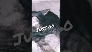 first Video on kira's (Kira is the cat ) channel