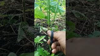 ️ Prune fresh chili plants | satisfying