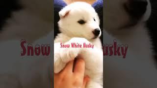 Snow-white husky puppy-dogs of the White House