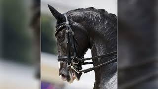 Dressage Legend Salinero Dead, Anky Van Vrunsven Olympic Gold Medal Winning Horse | Salinero Horse