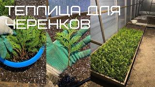 ТЕПЛИЦА ДЛЯ ЧЕРЕНКОВ | САДОВЫЕ ДЕЛА #теплица #черенки #черенкование