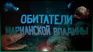 Жуткие обитатели Марианской впадины | топ 10