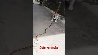 Cats vs snake #shorts