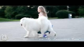 Юный хендлер 4-х лет занимается с самоедом! Samoyed training, young handler | Подготовка к выставкам