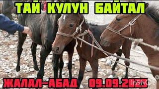 Ат Базар Тай Кулун Байтал #Bakaikg