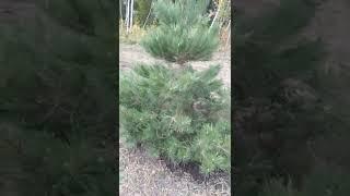 В ЩЕКИНО ВЫСАЖИВАЮТ МОЛОДЫЕ ЕЛКИ МОЛОДЦЫ!!!!