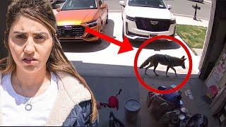 We Found a Coyote in our House! *security footage*