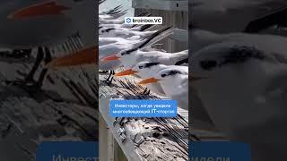 Присоединяетесь и вы к нашей платформе  #стартап #инвестиции #бизнес #brainboxvc