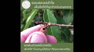 01 Clip สละต้นลำไยเพื่อเกษตรกร