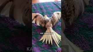 Болезни попугаев. Как защитить питомца? #попугай #корелла #орнитолог #питомцы #птицы #вирус #перелом