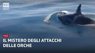 Il mistero degli attacchi delle orche: Falò | RSI Info