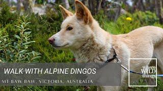 WILDTUBE - Alpine Dingo Walk