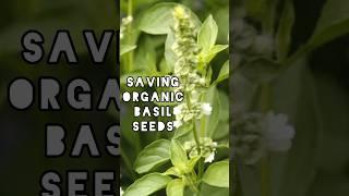 Saving Organic Basil Seeds