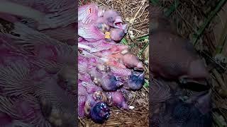 Gouldian Finch Chicks