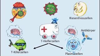 Wie funktioniert unser Immunsystem?