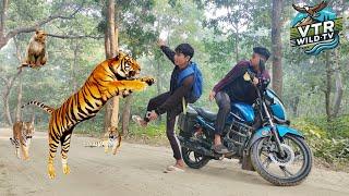 Terrifying Tiger attack caught on camera | Real life jungle drama | VTR wild tv | Tiger  attack