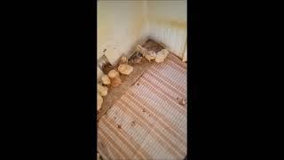 Брудер для цыплят из старого холодильника.