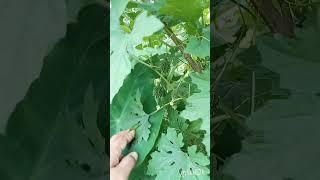 #homegarden #nature