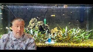 Has Youtube Ruined Aquarium Lighting?