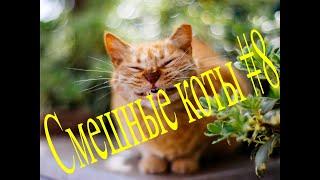 Самые Смешные  Коты . Приколы 2020 . Приколы С Котами #8