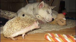 Cute cuddly puppy Husky Nook ... meets Hedgehogs ..