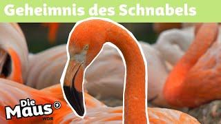 Flamingoschnabel | DieMaus | WDR