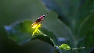 Fireflies in Iowa