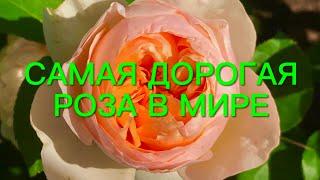 Розы. Самая дорогая роза в мире . Топ 5 лучших сортов Дэвида Остина.