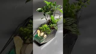 Флорариум китенок с фикусом и имитацией воды florarium-flo.ru