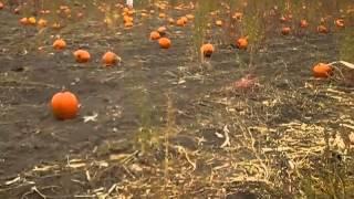 #PumpkinFest 2012, RE/MAX Vernon Salt Fowler Team