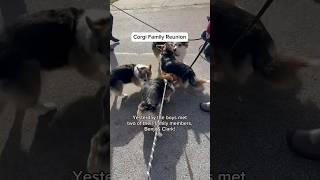 Corgis Reunite with Their Family Members