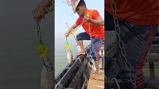 5 kg fish in a hook #giantfish  #villagelife #agriculture #fishing