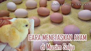 CARA MENETASKAN AYAM (HATCHING CHICKEN) | Vlog Sastri Kesey