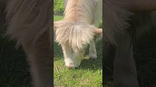 Checking in with the highlands #highland #highlandcow #minicow #cow #farmanimals #farmlife #pets