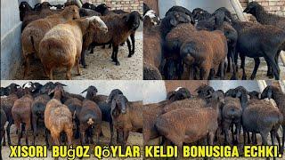 Xisori  buģoz  sovliqlar echkilar+99897.205.05.11 narhlari arzon joyidan ulgurib qoling