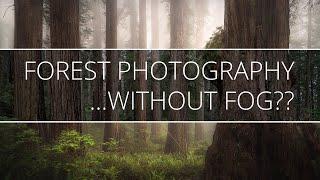 Can you do Forest Photography WITHOUT FOG???