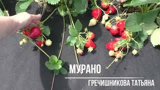 МУРАНО ремонтантный сорт клубники