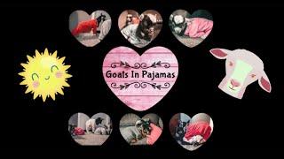 !!GOATS IN PAJAMAS!!