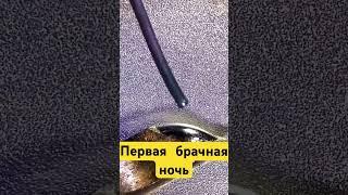 Первая брачная ночь