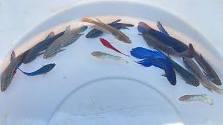 Super Amazing Result With Beautiful Betta fish in Cambodia Lake