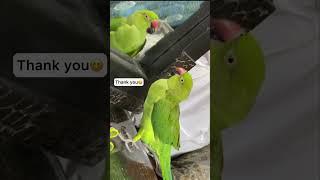 Talking Indian ringneck parrot 