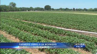 Local farmers using H-2A workers after struggling to hire local residents