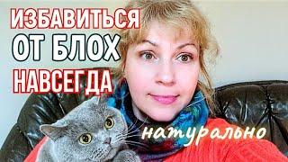 КАК ИЗБАВИТЬСЯ ОТ БЛОХ У  КОШКИ  и В ДОМЕ НАВСЕГДА