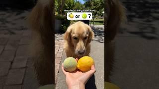 Does oatmeal think this lemon is a ball? #SummerVibes #SmartDog #PoolTime