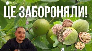 Лікарі приховували це! Листя грецького горіха – природний лікар від 10 проблем!